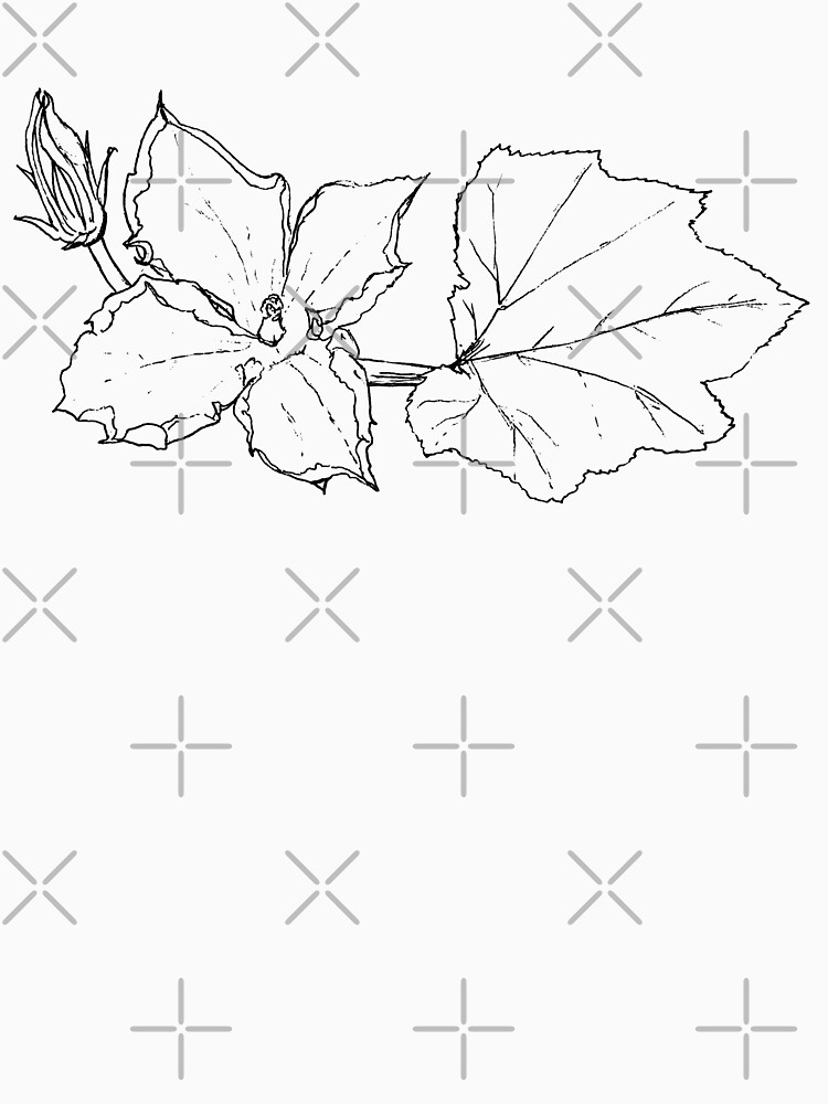 Zucchini Blossom Botanical Drawing by EmilyBickell