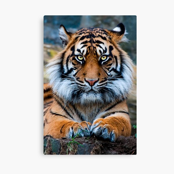 Sumatran Tiger Canvas Print