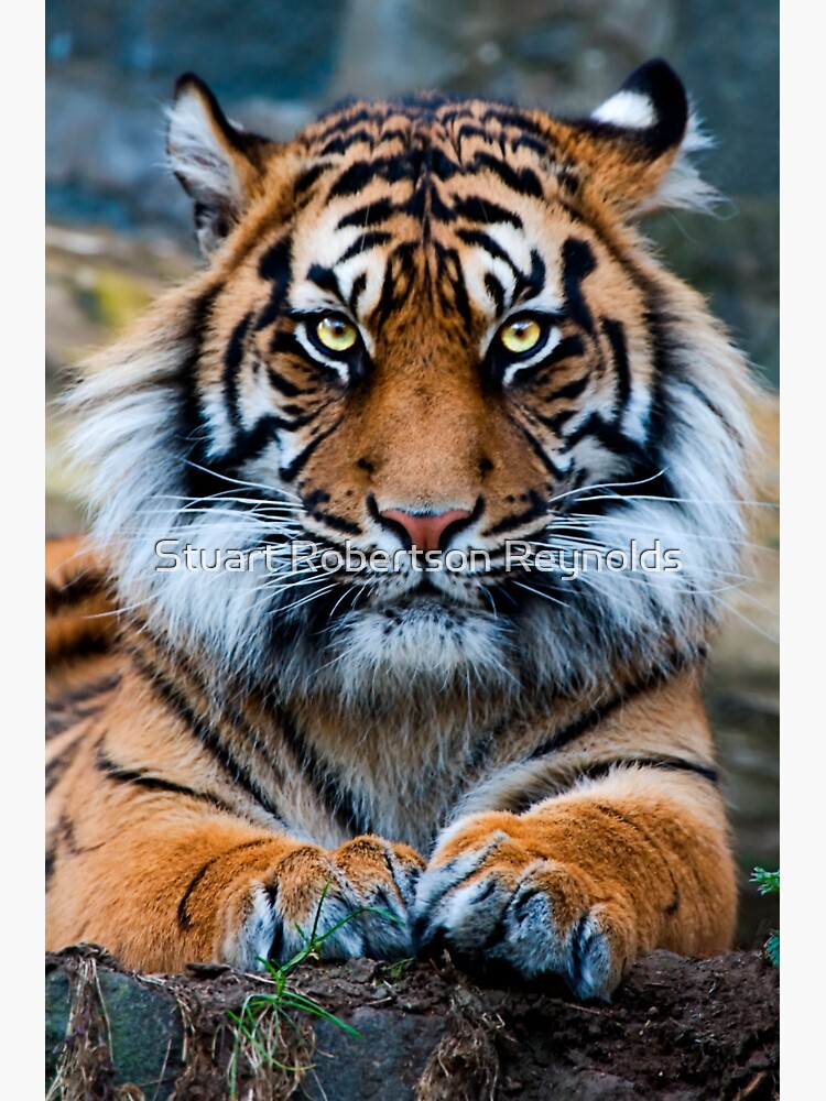 Sumatran Tiger by Sparky2000