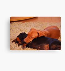 Daschunds enjoying open log fire Canvas Print