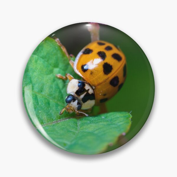Item preview, Ladybug designed and sold by SorryToBugYou.