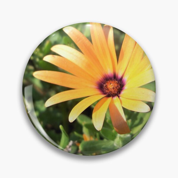Item preview, Osteospermum - African Daisy designed and sold by CJGrimes.