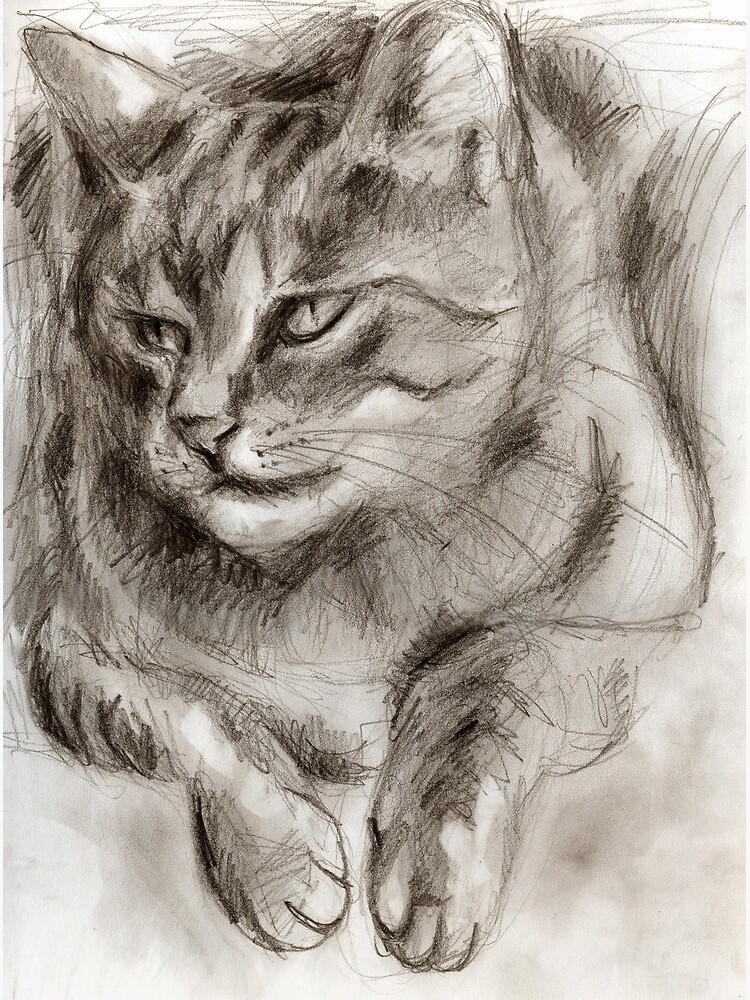 Cat Drawing by hilo