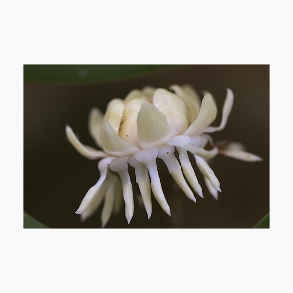 Eupomatia laurina Photographic Print
