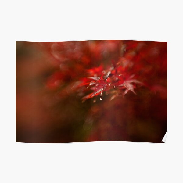 Maple Poster