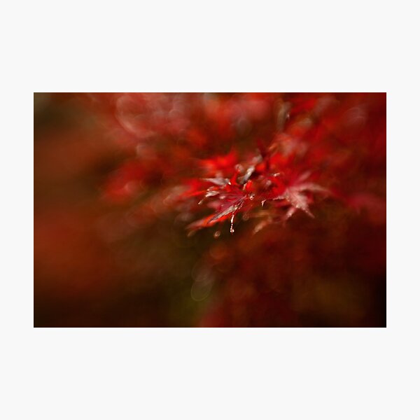 Maple Photographic Print