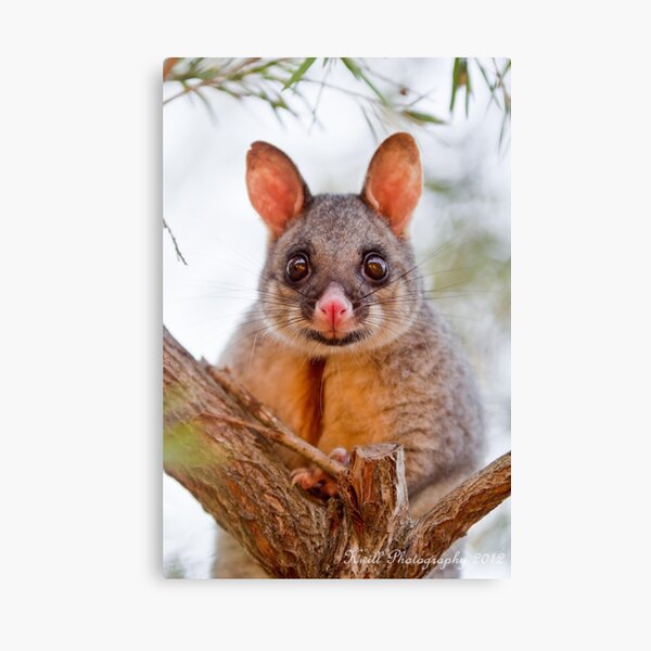 A Brush with a BrushTail Canvas Print