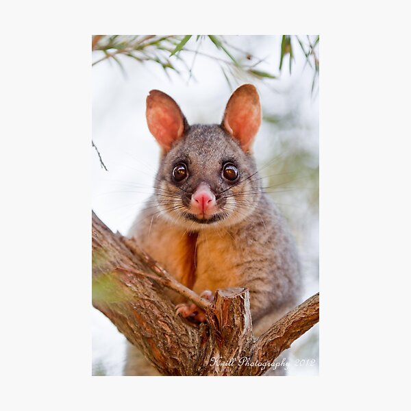 A Brush with a BrushTail Photographic Print