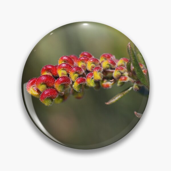 Item preview, Grevillea Goes Into Fireworks designed and sold by Joy Watson - Natural Light Photography .