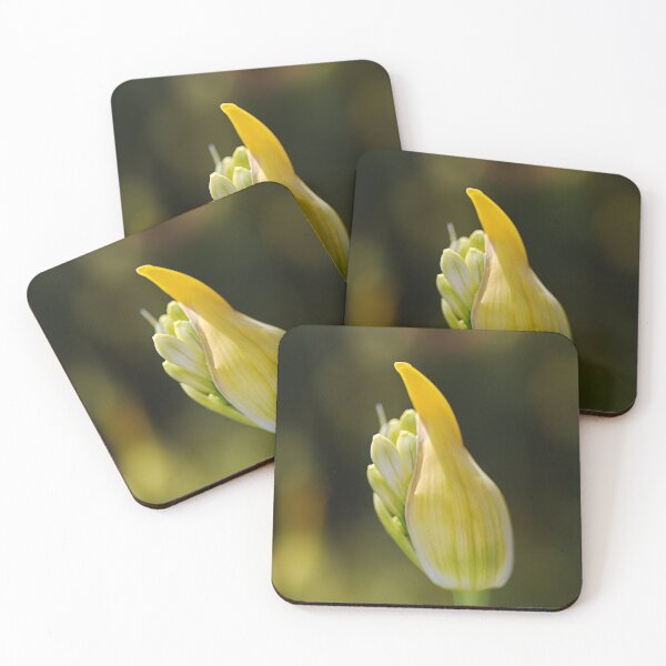 Item preview, White Agapanthus Sun Light designed and sold by Joy Watson - Natural Light Photography .