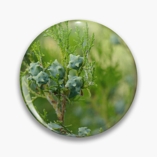 Item preview, Green thuja branch with cones closeup. designed and sold by IaroslavB.