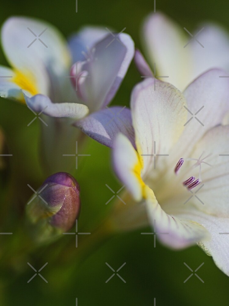 Thumbnail 4 of 4, iPhone Case, Freesia Flower Hand Spring designed and sold by bubbleblue.