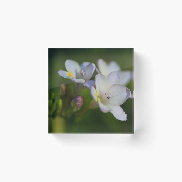 Item preview, Freesia Flower Hand Spring designed and sold by Joy Watson - Natural Light Photography .