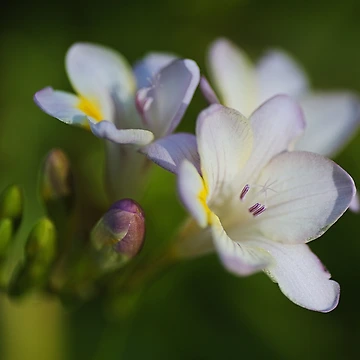 Artwork thumbnail, Freesia Flower Hand Spring by Joy Watson - Natural Light Photography