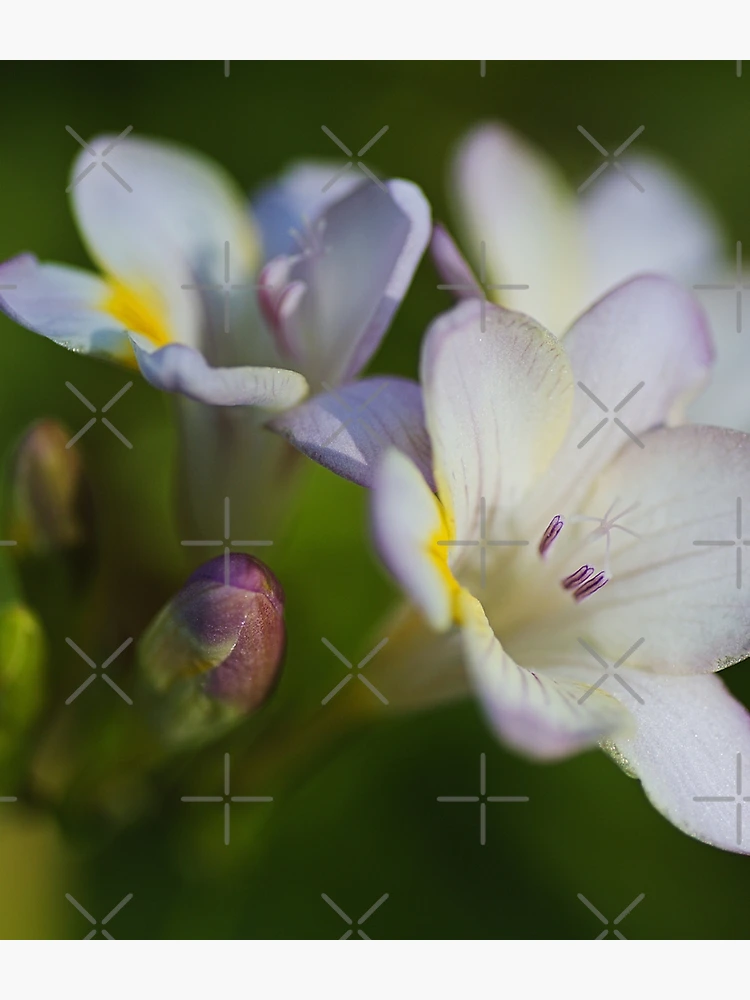 Thumbnail 3 of 3, Backpack, Freesia Flower Hand Spring designed and sold by Joy Watson - Natural Light Photography .