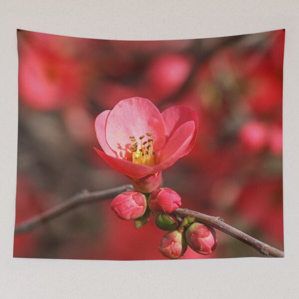Item preview, Flowering Quince Spring Flora designed and sold by Joy Watson - Natural Light Photography .