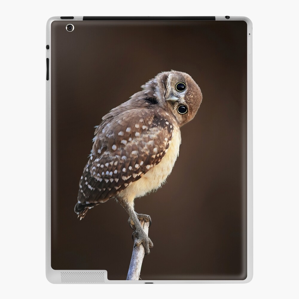 owlet on ipad