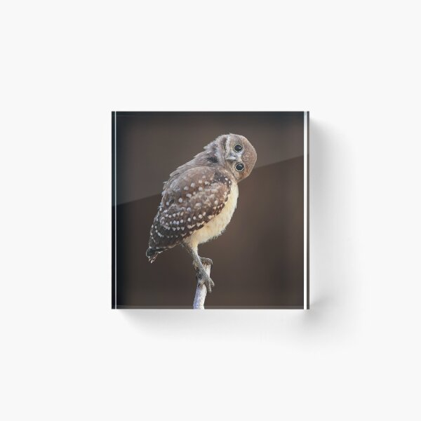 Item preview, Tilted Head Owlet designed and sold by mlorenz.