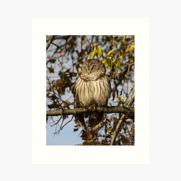 Owl Art Print