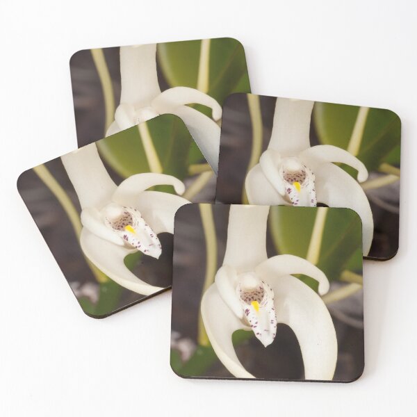 Item preview, Rock Lily Orchid in Detail (Dendrobium speciosum) designed and sold by AlienMind.