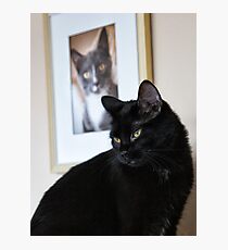 Cat Picture Photographic Print