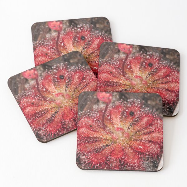 Item preview, A Sticky Demise (Drosera spatulata) designed and sold by AlienMind.