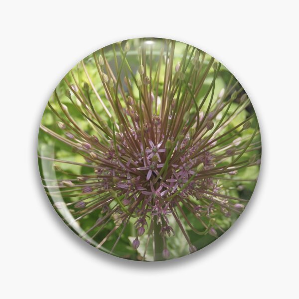 Item preview, Allium pink opening flower head bud	 designed and sold by EstelleRossetti.