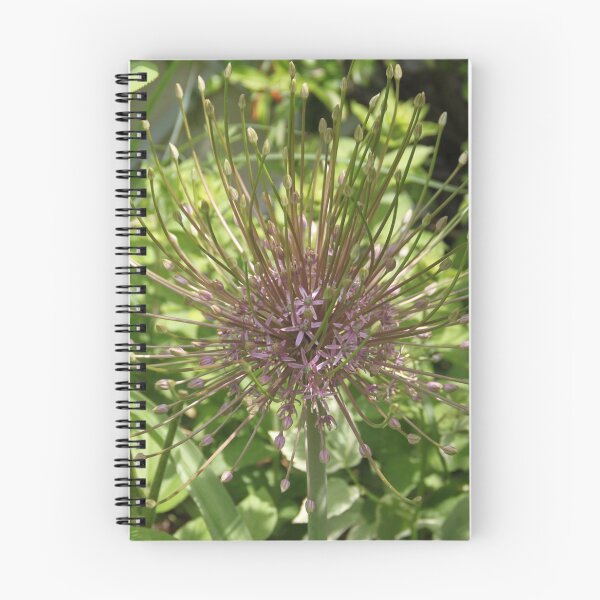 Item preview, Allium pink opening flower head bud	 designed and sold by EstelleRossetti.