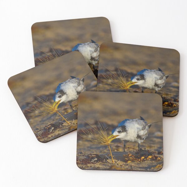 Item preview, Birds A tern bird at dawn playing with a tumbleweed - square designed and sold by Jason Gilbert.