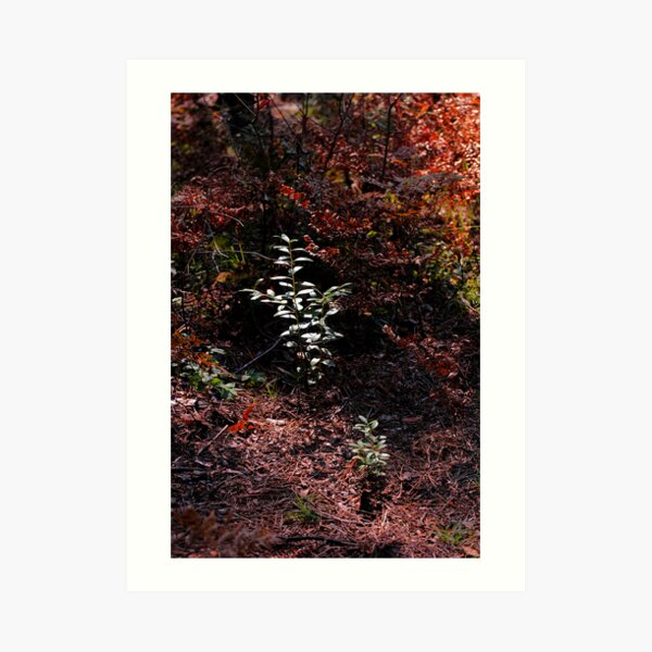 Autumn in the Pines Art Print