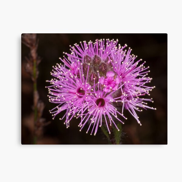 Item preview, Tiny Fireworks (Kunzea capitata) designed and sold by AlienMind.