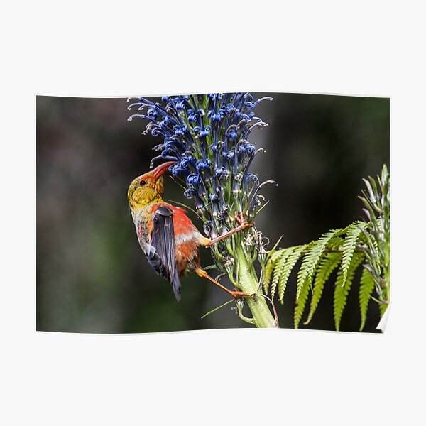 Keiki, I'iwi, Lobelia grayana - Maui Poster