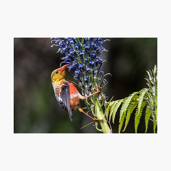 Keiki, I'iwi, Lobelia grayana - Maui Photographic Print