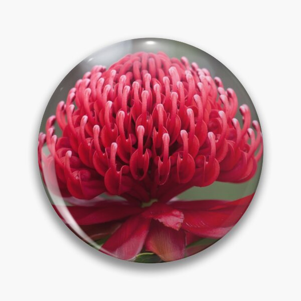Item preview, A Crimson Beauty (Telopea speciosissima) designed and sold by AlienMind.