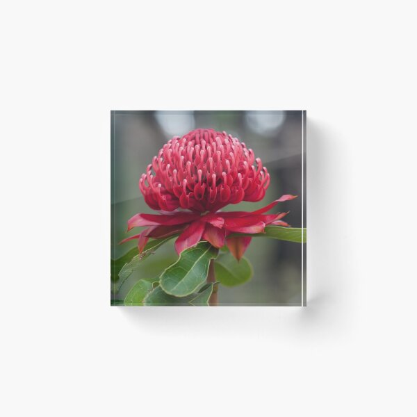 Item preview, A Crimson Beauty (Telopea speciosissima) designed and sold by AlienMind.