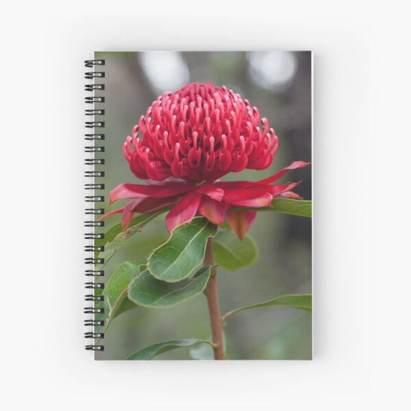 Item preview, A Crimson Beauty (Telopea speciosissima) designed and sold by AlienMind.