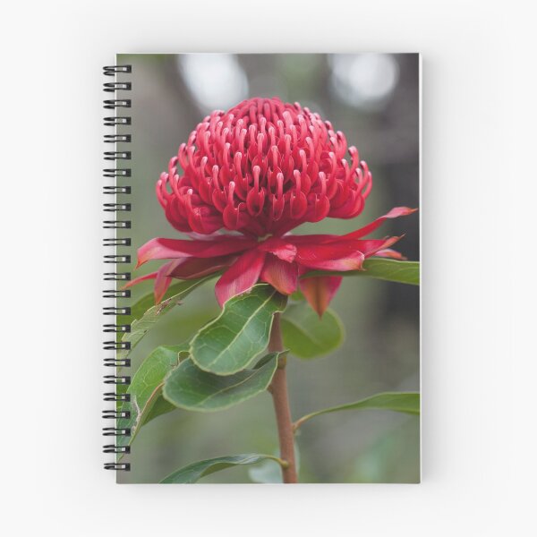 Item preview, A Crimson Beauty (Telopea speciosissima) designed and sold by AlienMind.