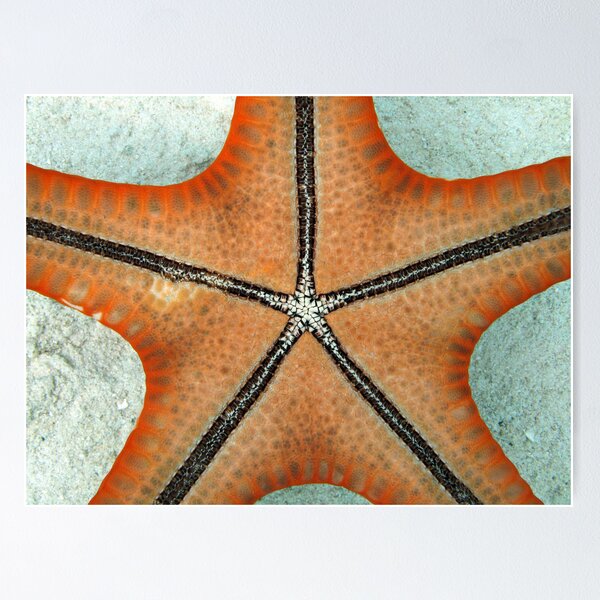 Item preview, Protoreaster Red designed and sold by Coral Sea Foundation.