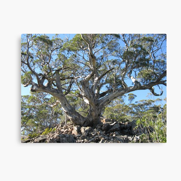Item preview, Eucalyptus Three Thumbs - photo Peter designed and sold by PeterJF.