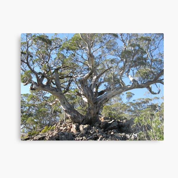 Item preview, Eucalyptus Three Thumbs - photo Peter designed and sold by PeterJF.