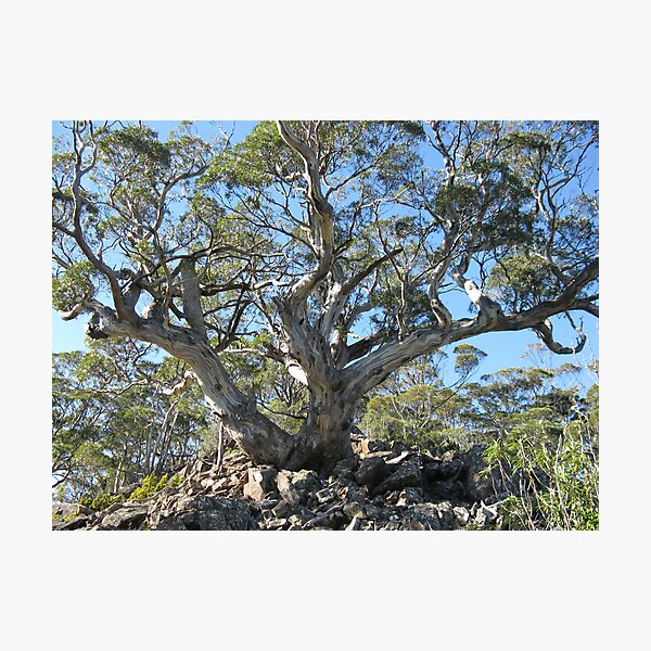 Item preview, Eucalyptus Three Thumbs - photo Peter designed and sold by PeterJF.