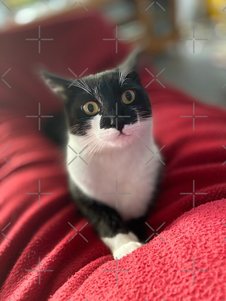 "Mischievous Nelson kitty Cute Tuxedo Cat " Poster by TeAnne Redbubble