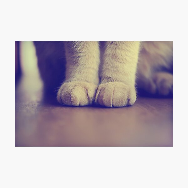 Photographic Print