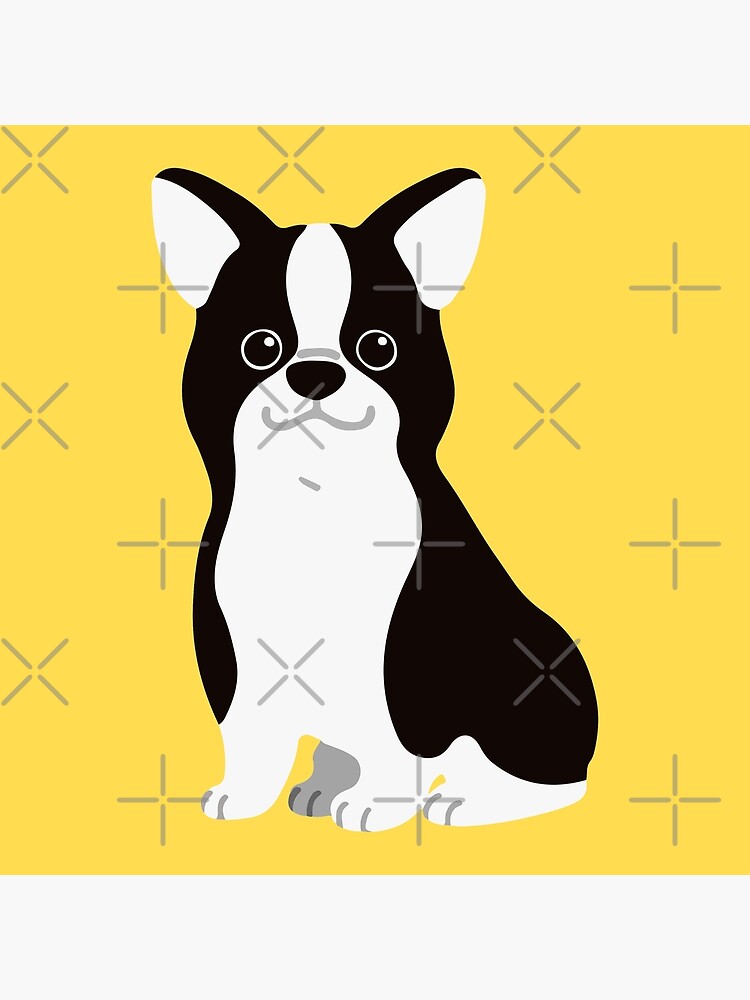 boston terrier flat