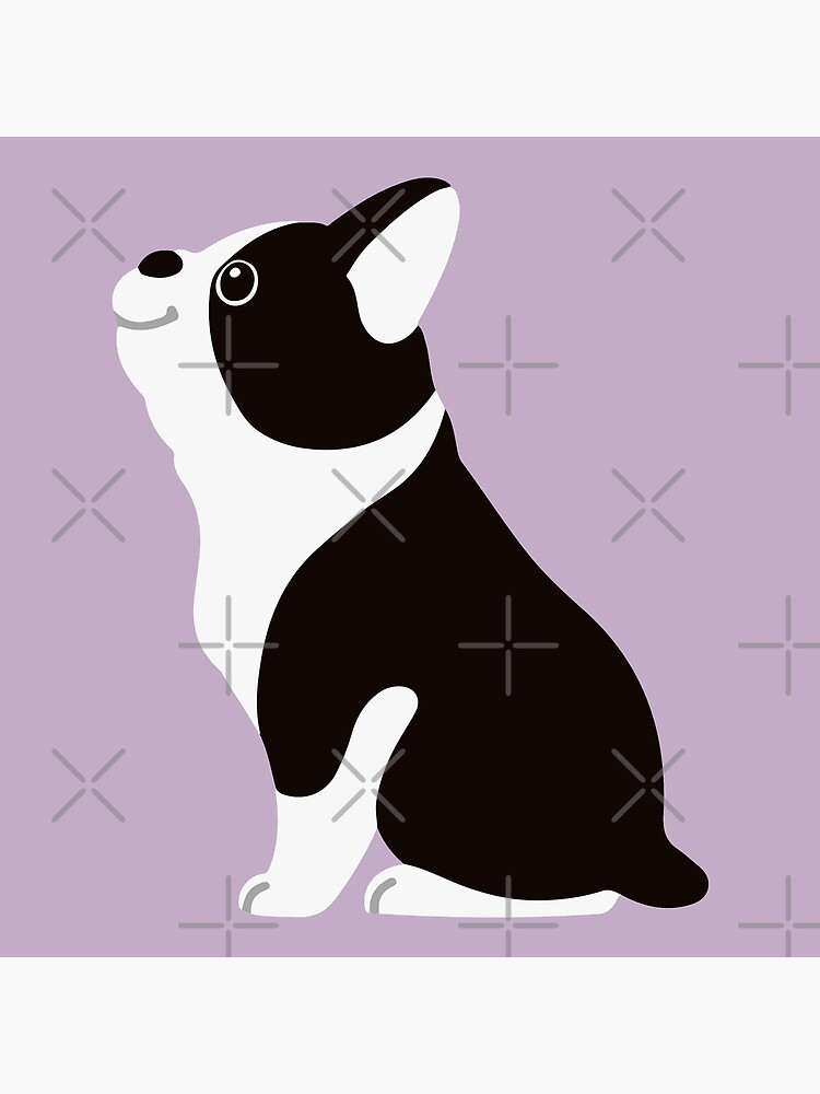 boston terrier flat