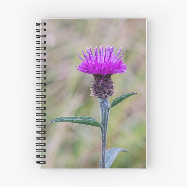 Item preview, Knapweed designed and sold by iCimages.net.