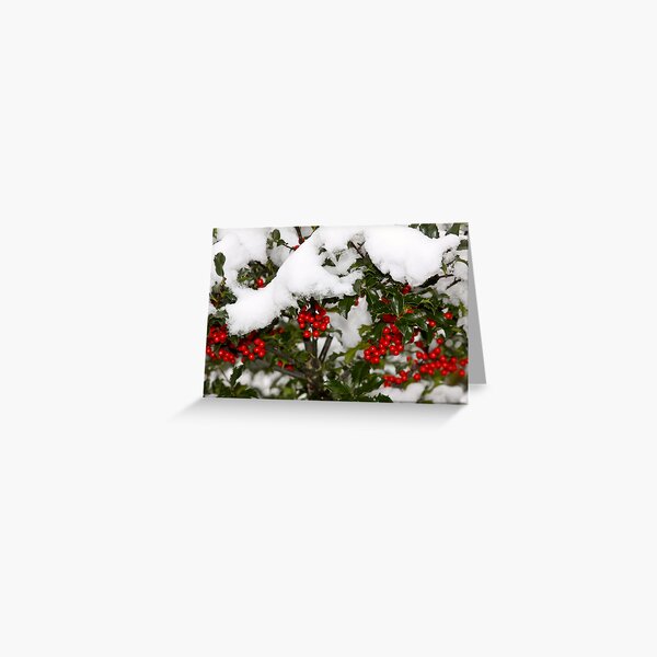 Holly and Snow Greeting Card