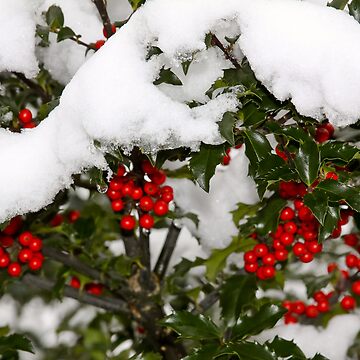 Artwork thumbnail, Holly and Snow by darkskywv