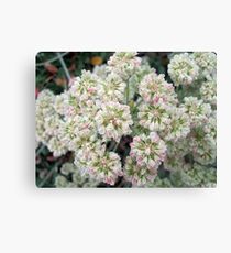 Impress Canvas Print