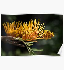 Tree Grevillea Poster